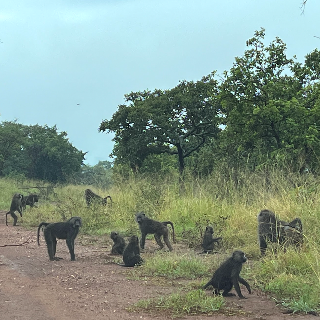 Group of monkeys on a dirt path in Rwanda