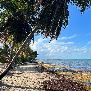Hopkins Beach, Belize with palm trees and sunny blue skies