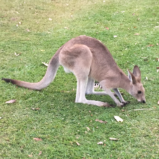 Kangaroo, Gold Coast - Australia