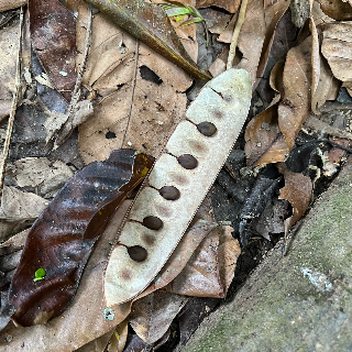 Seed pod of a Kentucky coffeetree, Belize