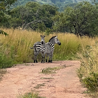Two zebras standing on a dirt path surrounded by tall grass and trees in Rwanda