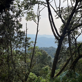 View over the mountain in the Nyungwe National Park
