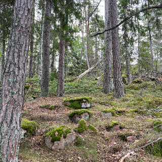 Ödkarby Forest, Geta, Åland Islands