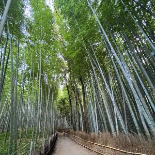 Arashiyama Bamboo Forest - Kyoto, Japan