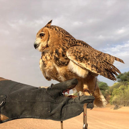 Desert Eagle Owl in the UAE desert