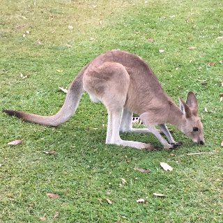 Kangaroo, Gold Coast - Australia 