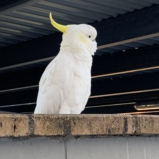 Sulfur crested cockatoo, Australia