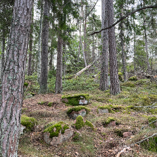 ‎⁨Ödkarby⁩ Forest, ⁨Geta⁩, ⁨Åland Islands⁩