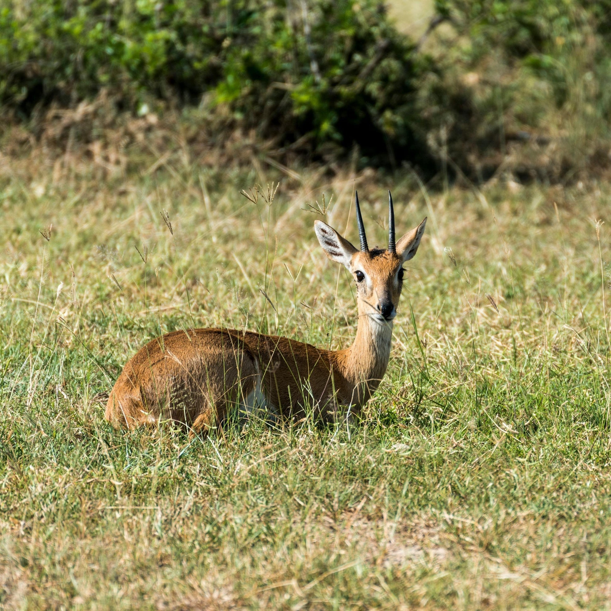 Gazelle in the glass, Uganda