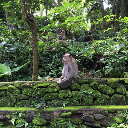 Monkey in Ubud, Indonesia