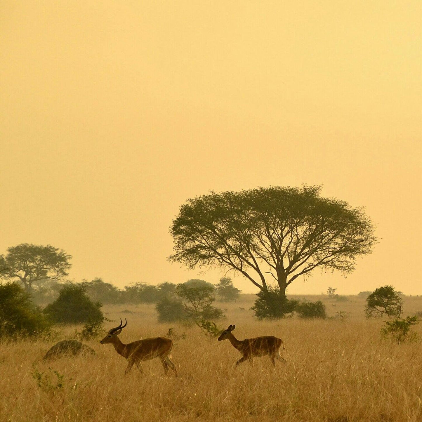 Animals out on the safari plains, Uganda