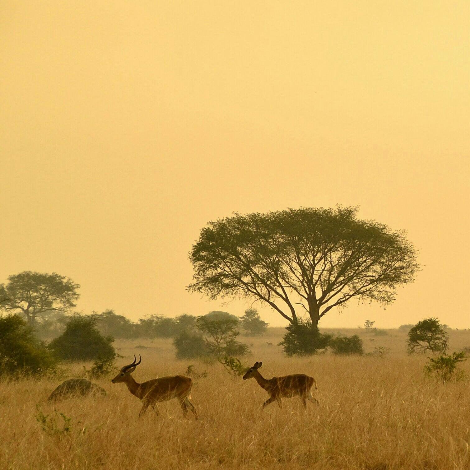 Animals out on the safari plains, Uganda